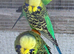 2 x Green cock birds for sale