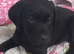 FULLY INNOCULATED Black Labrador female puppies ready now.