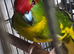 Kakarike
