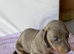 Miniature Dachshund puppies In Maldon