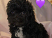 Ready Now - Beautiful Shihpoochon Puppies