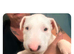 Chunky white bullie boy