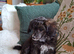 Toy poodle x Papillon, vet checked and 1st vacination