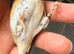 BBC rungs goldfinch hens available