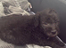 Blue bedlington terrier puppies