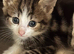 Beautiful half main coon kittens