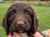 STUNNING COCKER SPANIEL PUPS