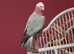 Baby Galah tame Glasgow