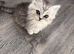 Persian mix kittens ready next week