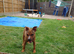 Staffordshire bull terrier x presa canarro