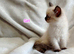 Ragdoll kittens - Exceptional