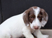 Lovely litter of cocker jack puppies