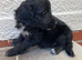 Beautiful cockapoo puppies