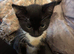 10 week old kitten