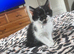 Adorable Kittens Ready for Loving Homes