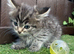 MAIINE COON X SIBERIAN FOREST CAT