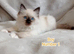 Wonderful Ragdoll Kittens