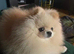 Pomeranian tea cup puppy