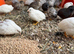 Around 40 button quail