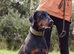 Outstanding European Dobermanns for sale