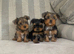 REAR COLOURED MERLE YORKIES