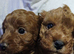 Adorable Cavapoos