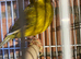 Lovely fife canary
