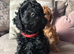 Gorgeous F1b Cavapoo puppies