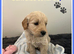 STUNNING F1 MINIATURE GOLDENDOODLES