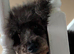 Maltese poodle 3 years poodle 8 years