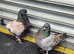 Modena pigeons