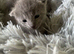 TICA 5* pedigree Russian blue kittens