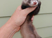 Micro angora polecat jill. (6months old)