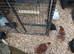 Various Hens