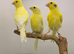 2926 canaries available