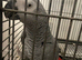 African grey parrot