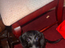 Milo dash hound cross toy poodle