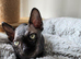 3 Canadian sphynx
