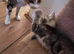Mixed breed kittens