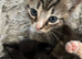 Gorgeous kittens