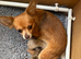 Stunning Pedigree Chihuahua Male Puppy
