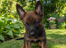 BELGIAN SHEPHERD PUPPIES FOR SALE