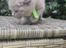 Ready now Full british shorthair kittens