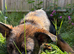 German shepherd x Malinois