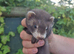 Adorable and well handled baby ferrets