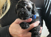 5 Jackapoo puppies all boys