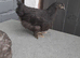Bantam chickens