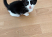 9 week old kittens