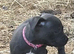 KC BLUE STAFF PUPPIES