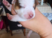 Jack Russel Puppies